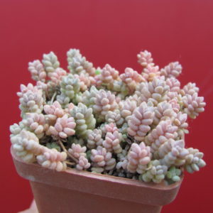 Sedum dasyphyllum