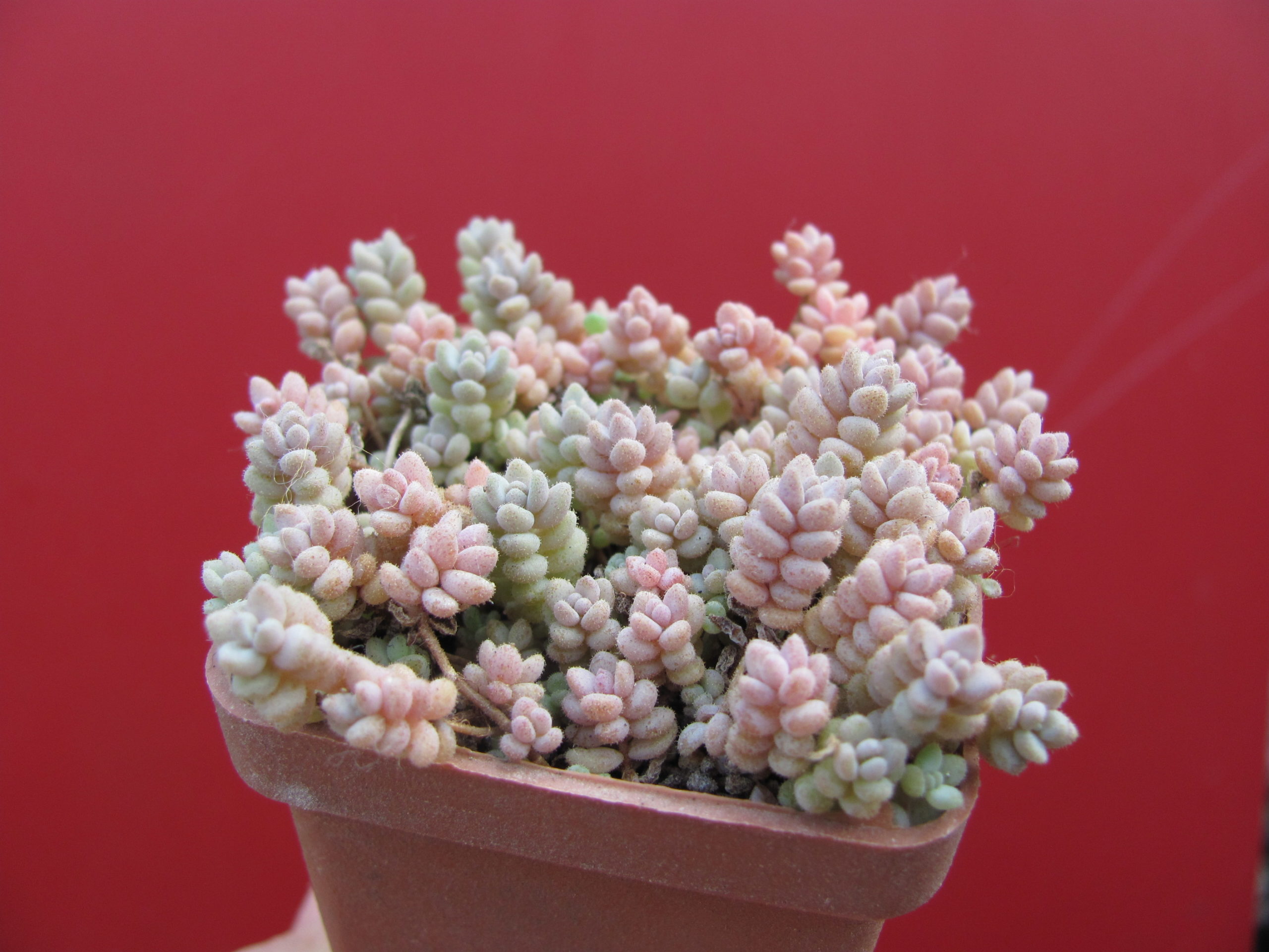 Sedum dasyphyllum
