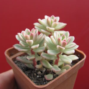 Sedum  *Joyce Tulloch*  variegata