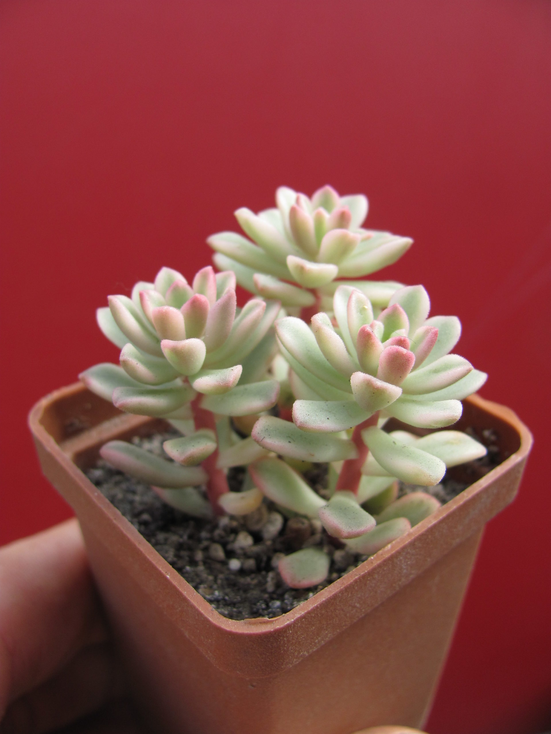 Sedum  *Joyce Tulloch*  variegata
