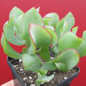 Crassula Blue bird