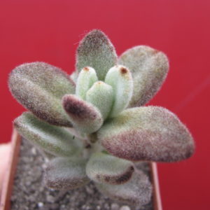 Kalanchoe  tomentosa  *Teddy  Bear*