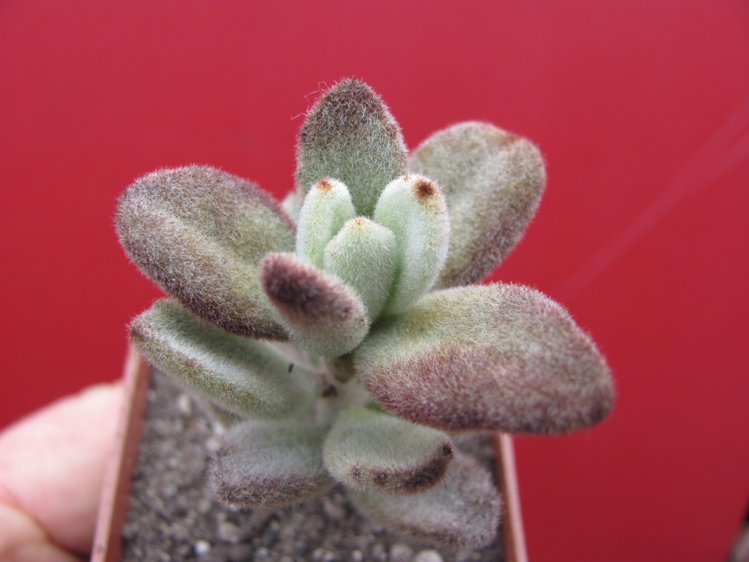 Kalanchoe  tomentosa  *Teddy  Bear*