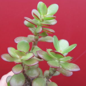 Crassula  ovata minor