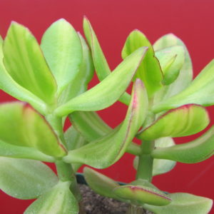 Crassula Solana
