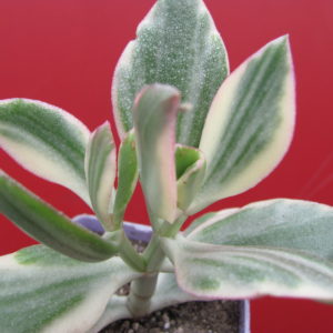 Crassula ovata variegata