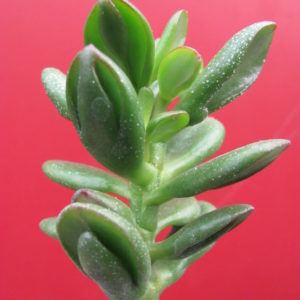 Crassula   *HOBBIT*