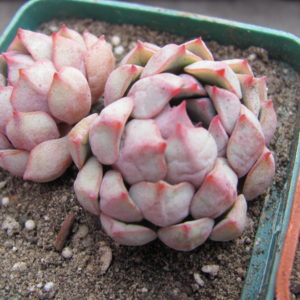 Echeveria  Panda Face