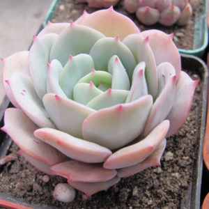 Echeveria Lunas
