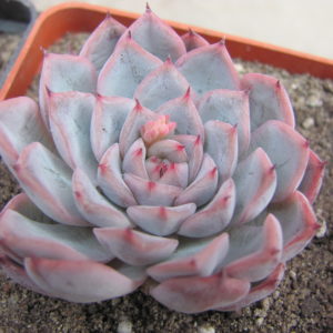 Echeveria   hybr.