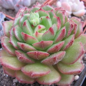 Echeveria Derosa