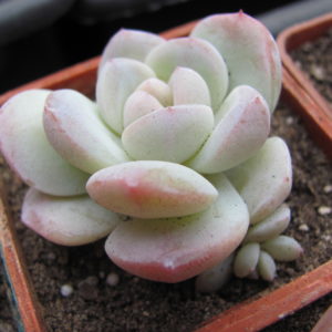 Echeveria   hybr.   #19