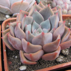 Echeveria  hybr.   #29
