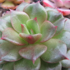 Echeveria  *Yamatomini*