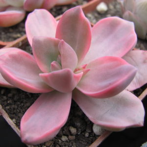 Echeveria  Mrs.  Richards variegata