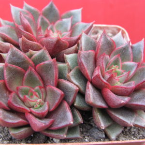 Echeveria purpusorum  Red   3 разом