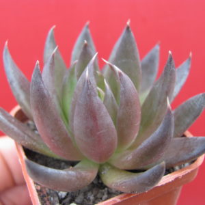 Echeveria Black Knight