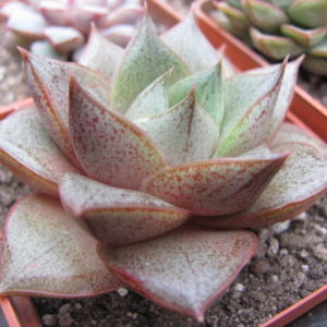 Echeveria  purpusorum  *White form*