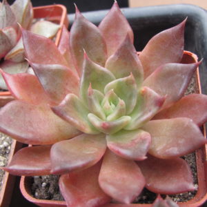 Echeveria  Alfred Graf