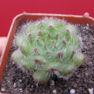 Echeveria setosa  minor