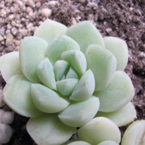 Echeveria   albicans
