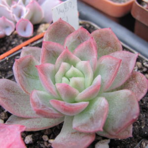 Echeveria  hybr. 51   Italy