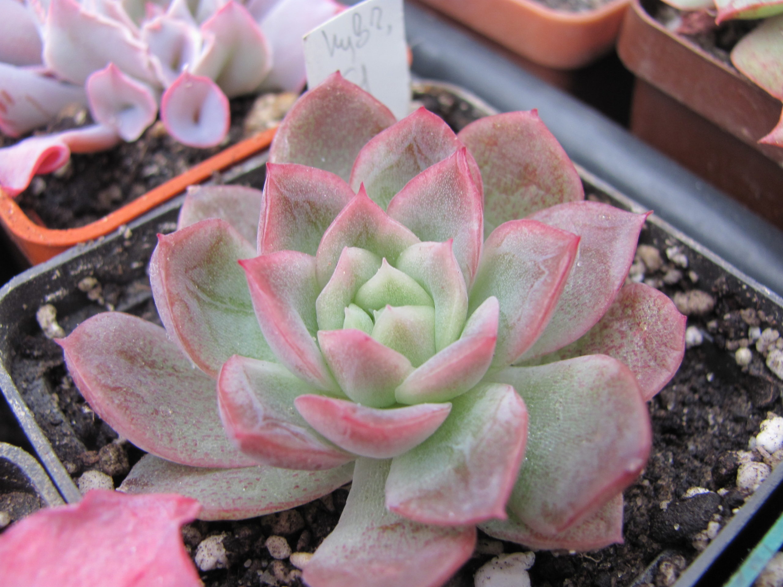 Echeveria  hybr. 51   Italy