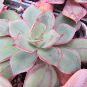 Echeveria nodulosa hybr.