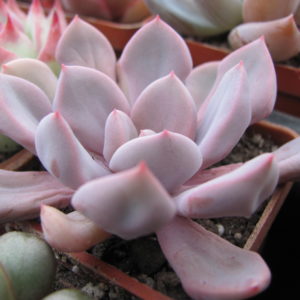 Echeveria  Cupid