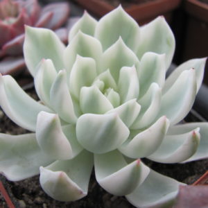 Echeveria   *Royal Chrysanthemum * variegata