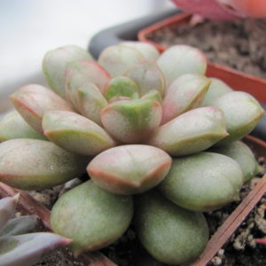 Echeveria amethorum