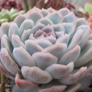 Echeveria Snowball