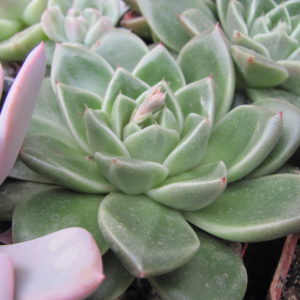 Echeveria hybr.    #51