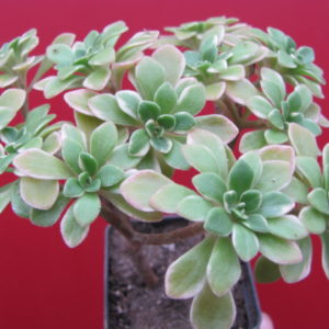Aeonium domesticum variegata