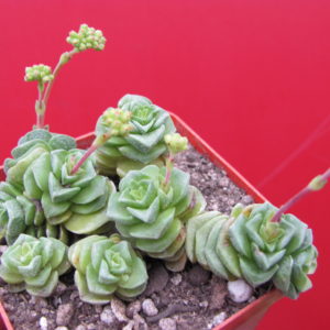 Crassula Dorothy