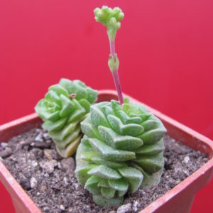 Crassula  Dorothy