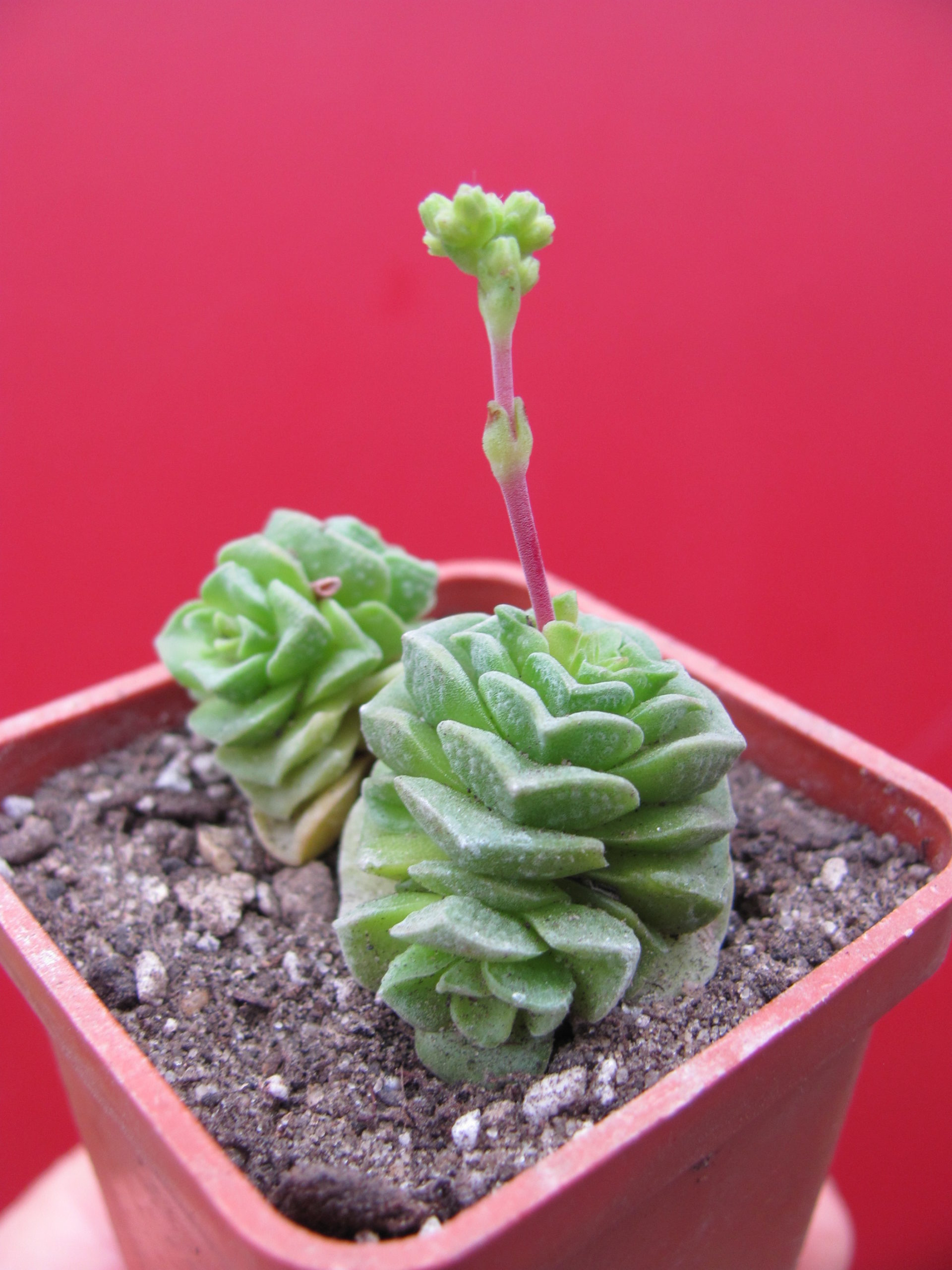 Crassula  Dorothy