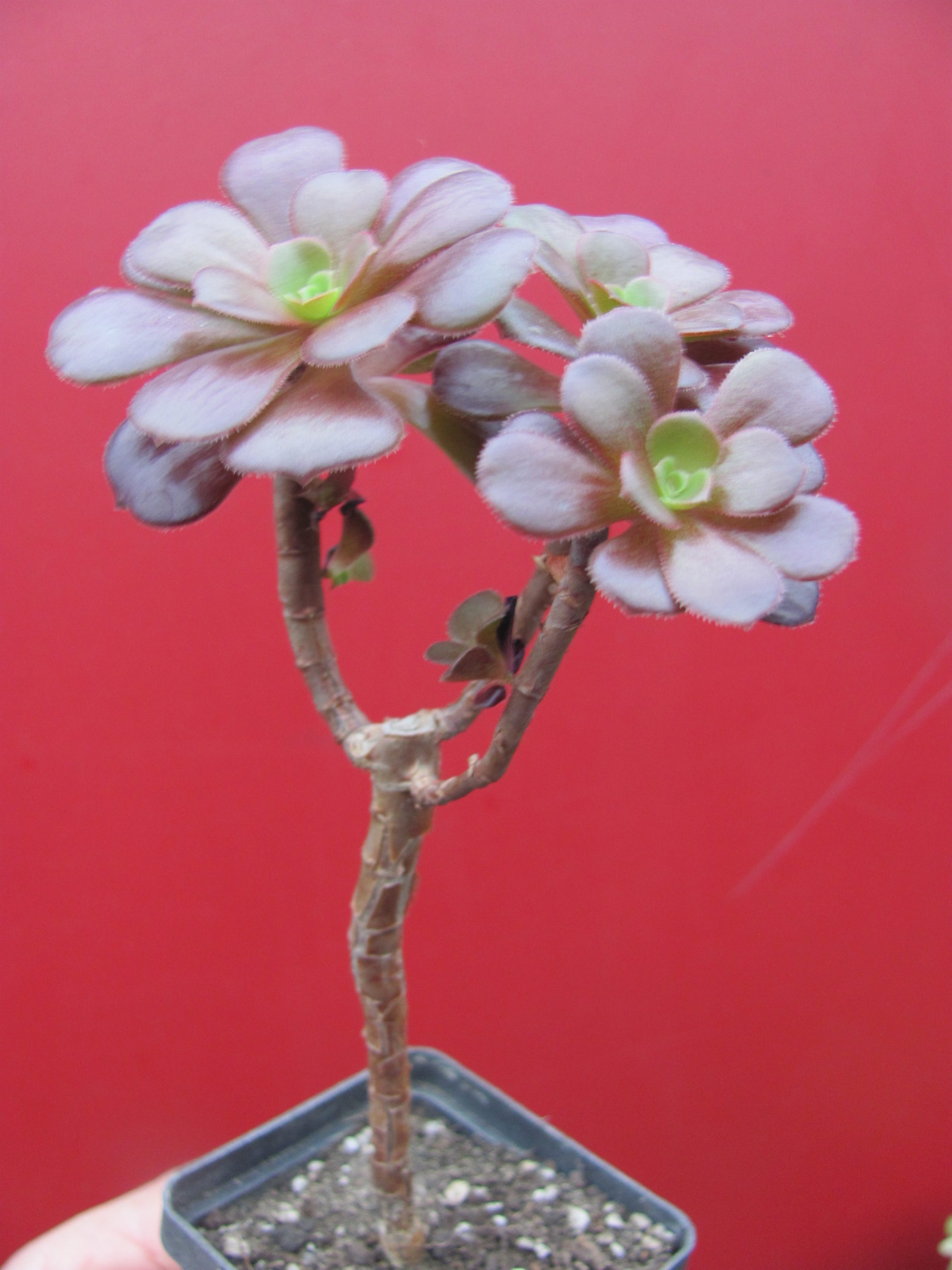 Aeonium Velour