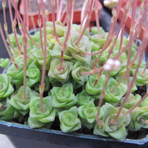 Crassula socialis