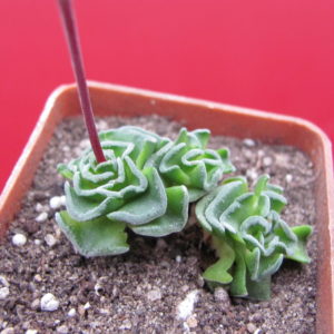 Crassula susannae