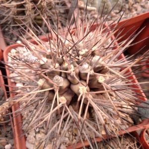 Gymnocalycium stuckertii L439 -MG-seeds-насіння-
