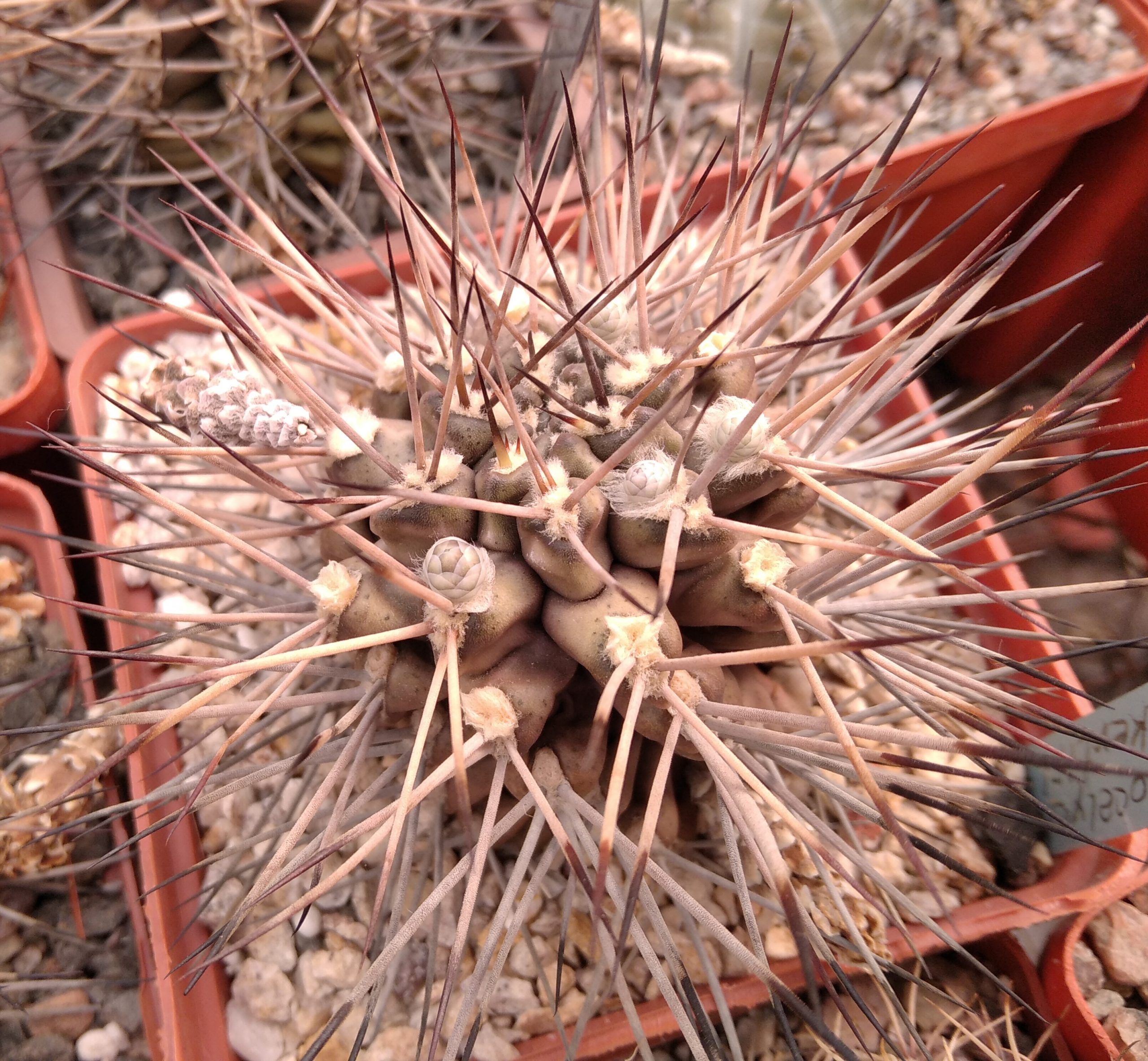 Gymnocalycium stuckertii L439 -MG-seeds-насіння-