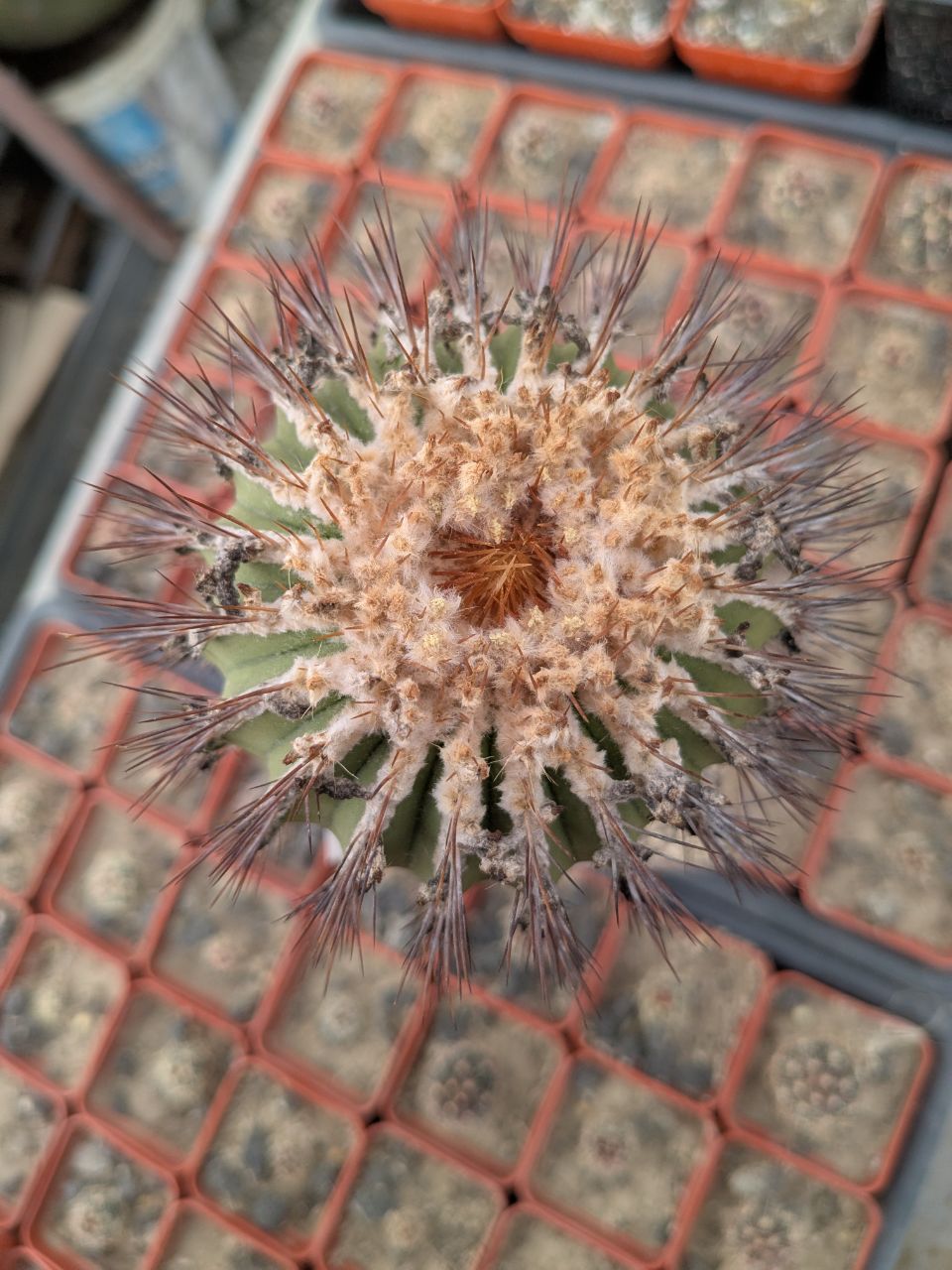 Uebelmannia flavispina