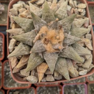 Ariocarpus retusus SB68