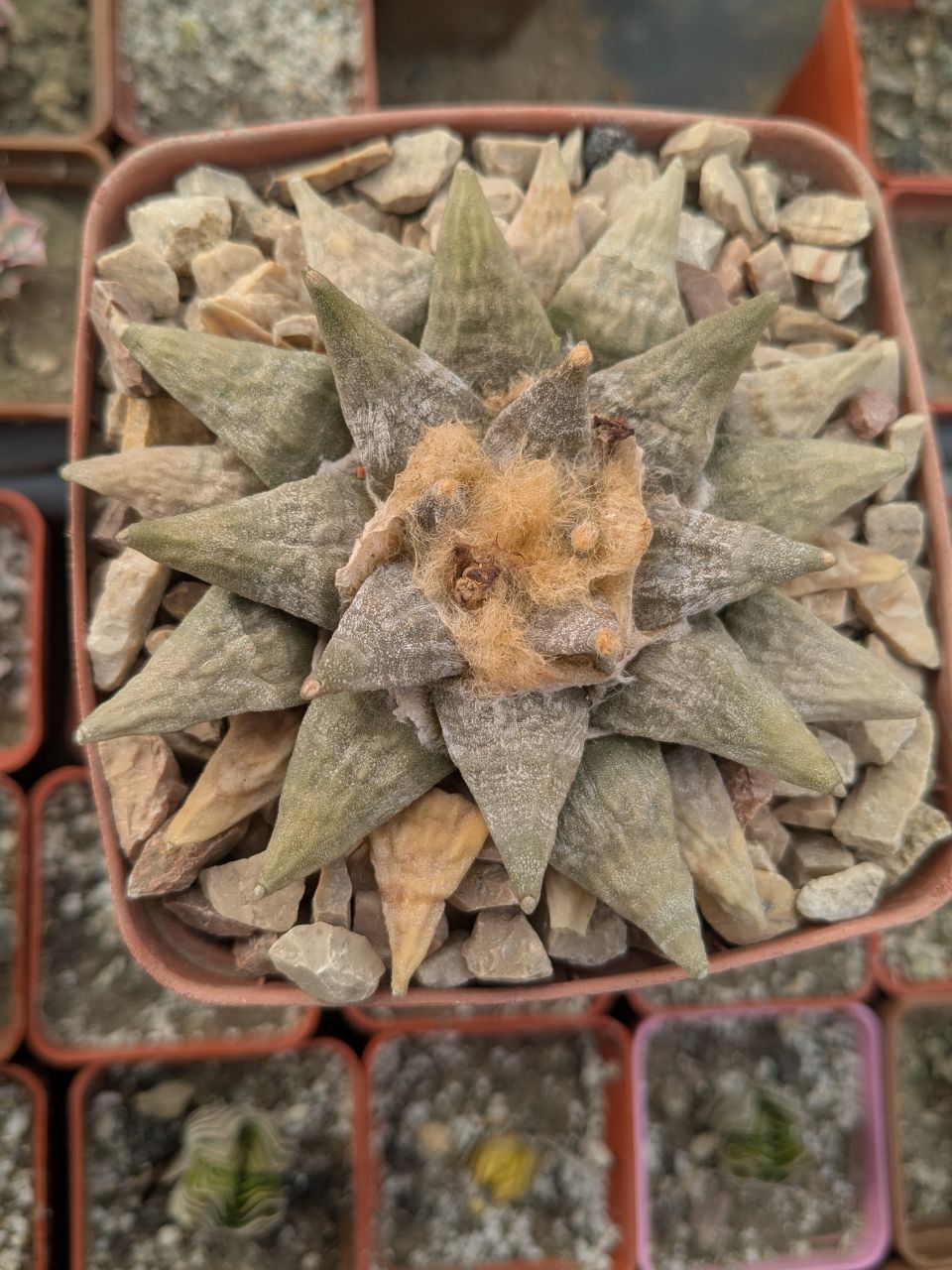 Ariocarpus retusus SB68
