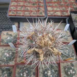 Copiapoa calderana