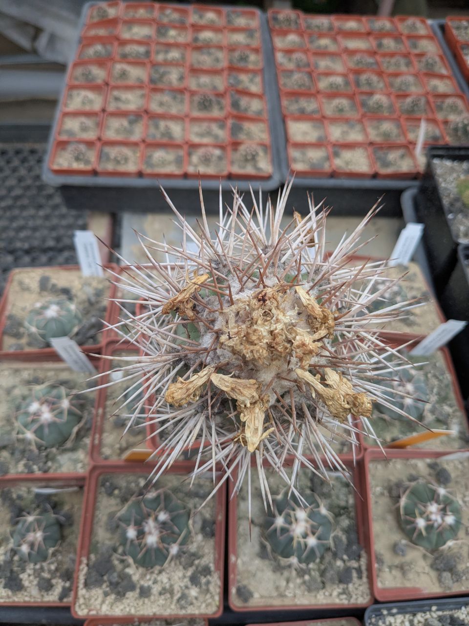 Copiapoa calderana