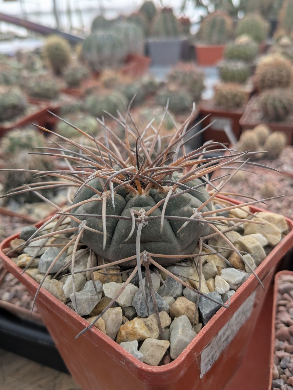 Gymnocalycium spegazzinii v. horizonthalonius