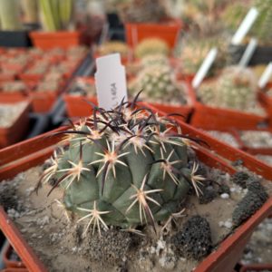 Coryphantha tripugionacantha L 1464
