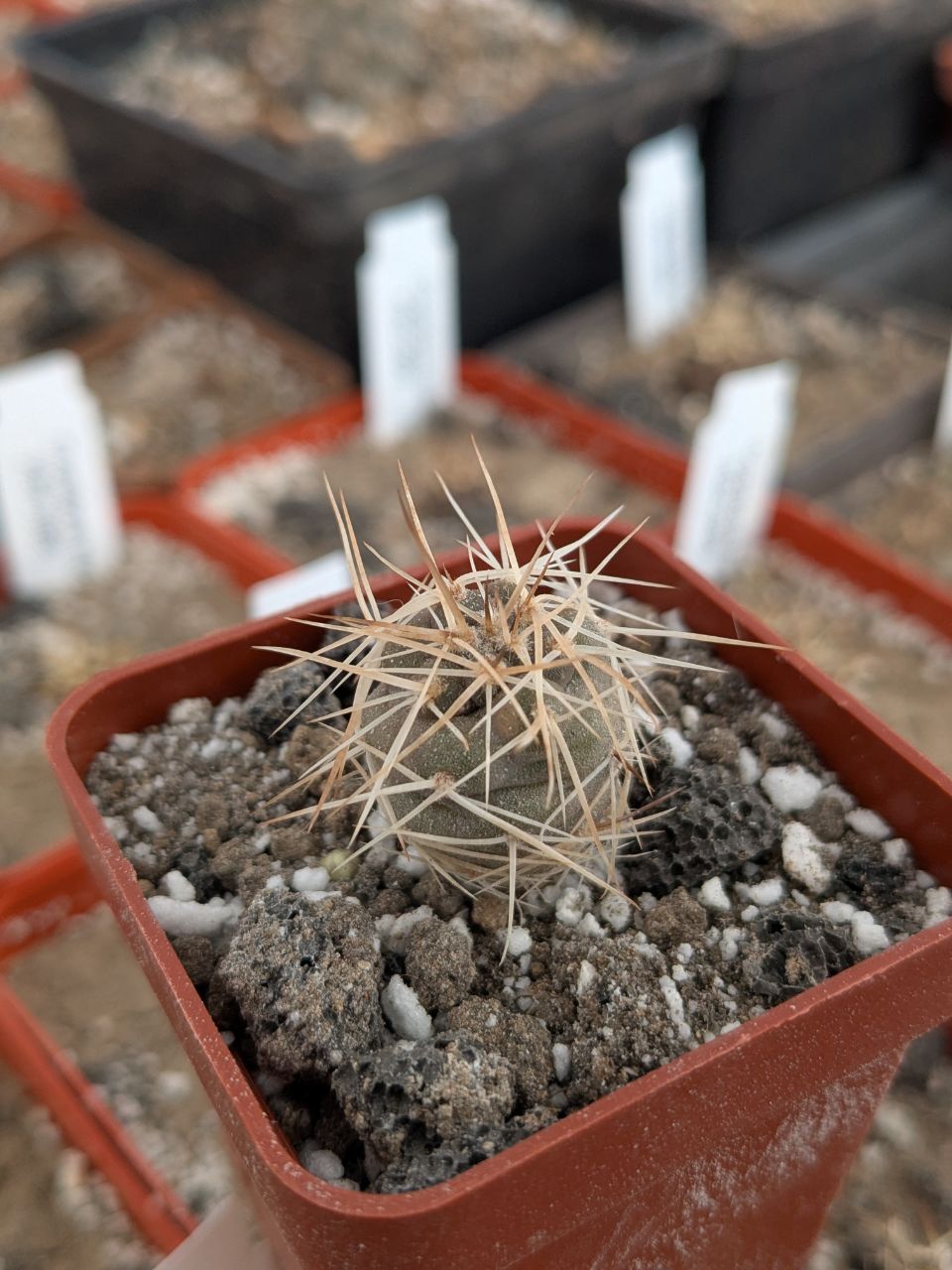 Tephrocactus fiambalensis Fiambala Argentina